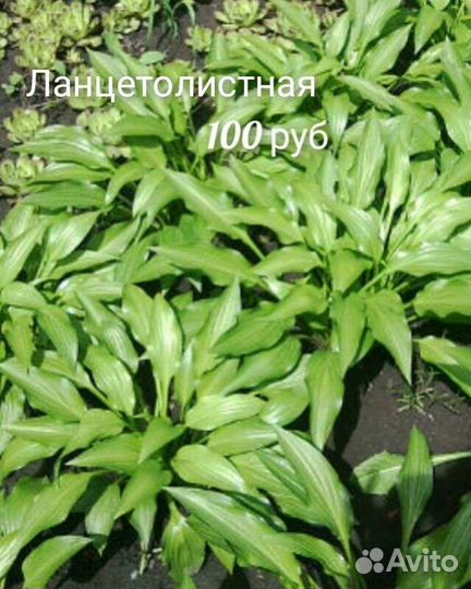 Хоста тенелюбивый многолетник