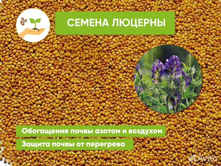 Семена люцерны