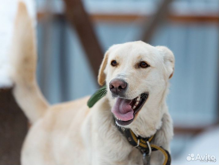 Собака в добрые руки