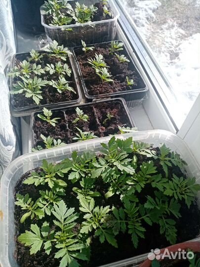 Рассада бархатцы