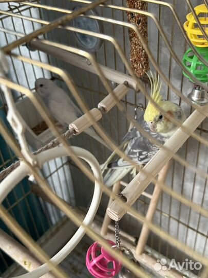 Попугай корелла и волнистый(ручные)