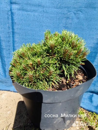 Сосна горная Милки Вей, Панох