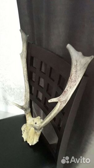 Рога животного