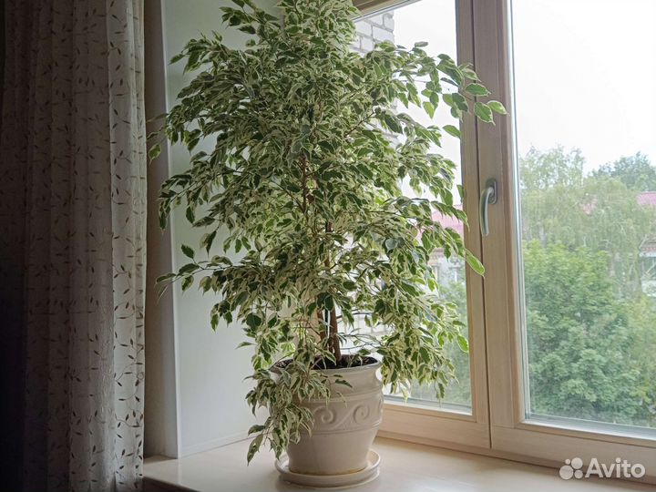 Фикус бенджамина пестролистный