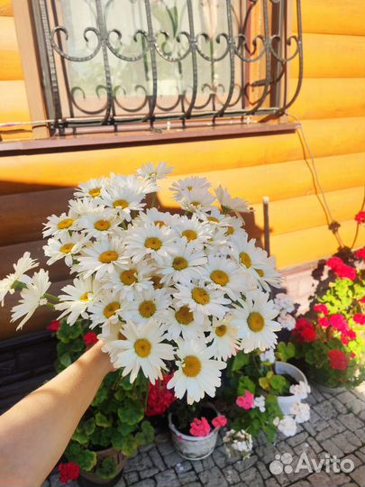 Ромашка букет