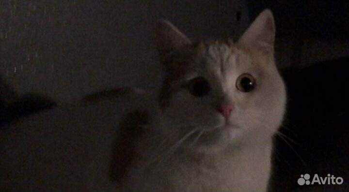 Кот ищет дом