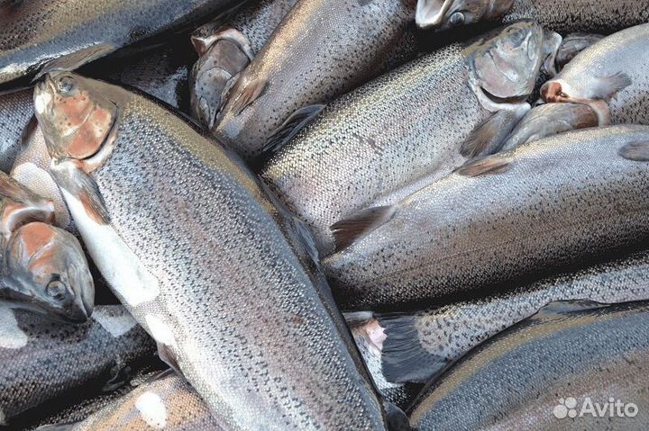 Форель свежемороженная