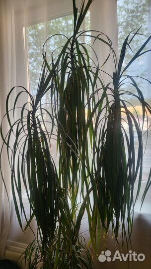 Драцена пальма