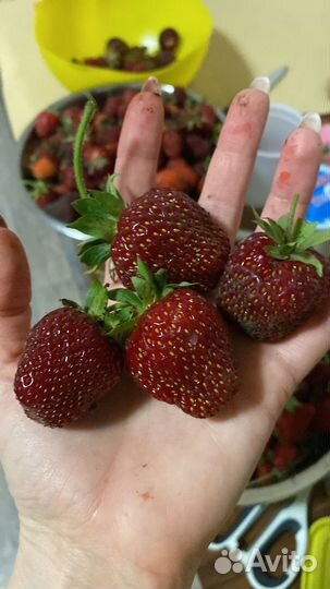 Рассада клубники ранняя