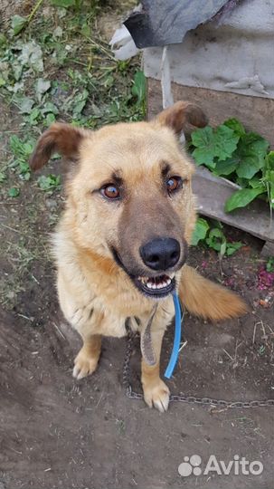 Собака в частный дом для охраны территории и любви