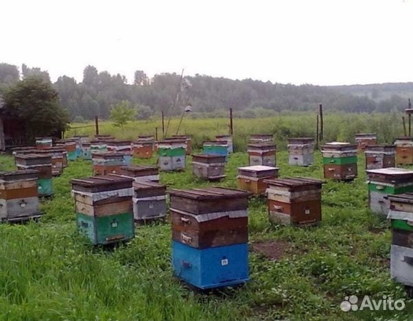 Мёд 24 года из Алтая опт