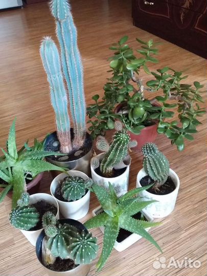 Кактус, алоэ