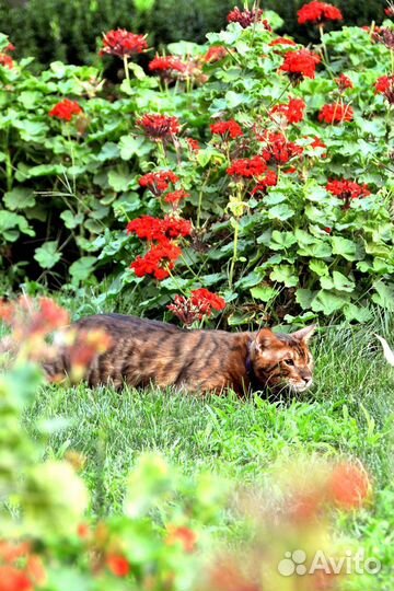 Котята тойгеры тигры