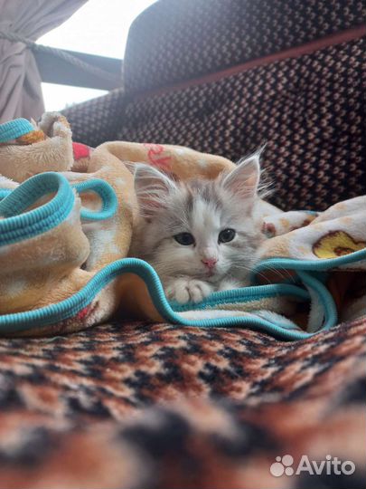 Котята в дар