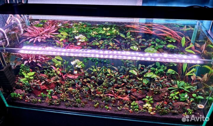 Аквариумные растения. Буцефаландры