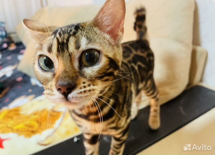 Бенгальская кошка