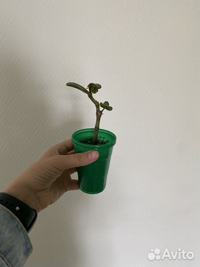 Крассула толстянка (денежное дерево)