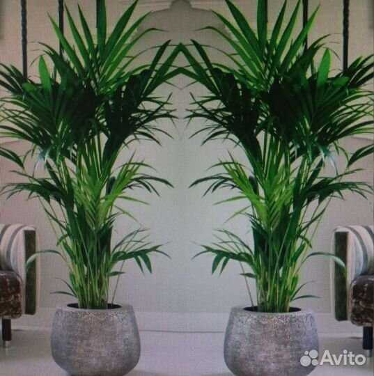 Приму в дар комнатные цветы