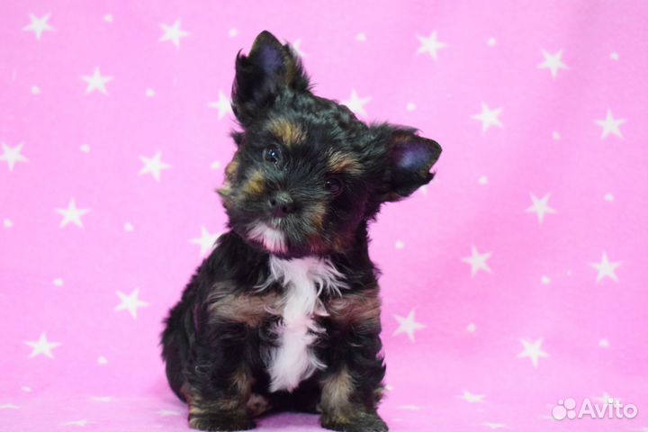 Цветной йорк