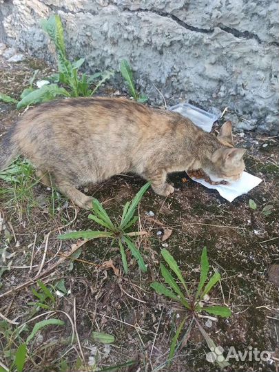 Беременной кошке нужна передержка