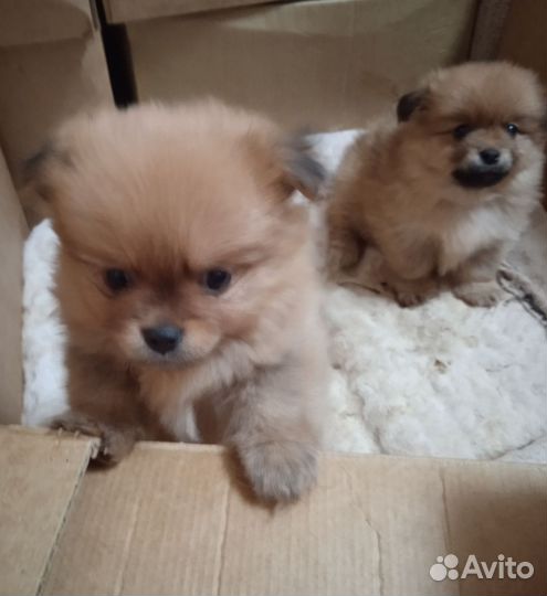 Щенки шпица