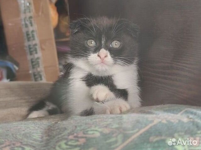 Отдам котят