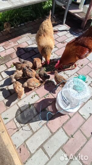 Куры петухи