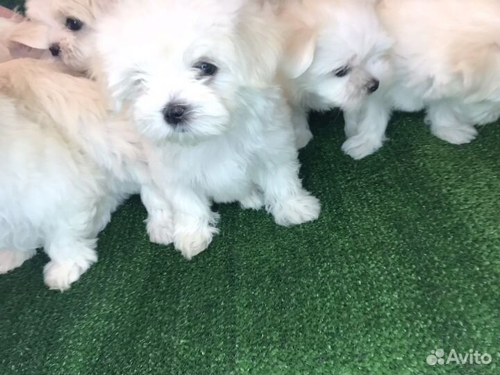 Собаки щенки