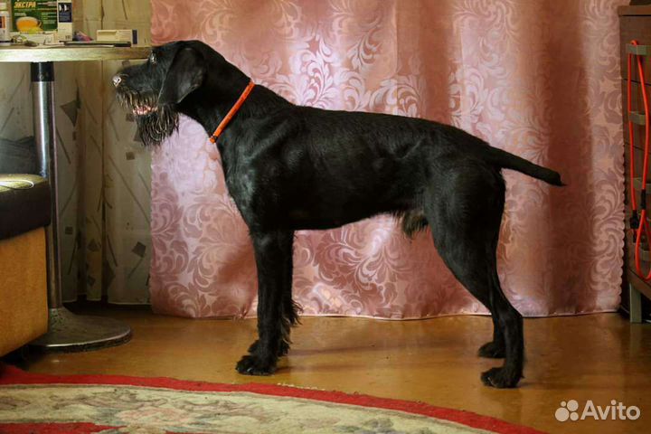 Дратхаар вязка