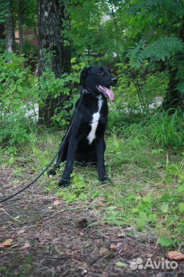 Щенок 5 месяцев