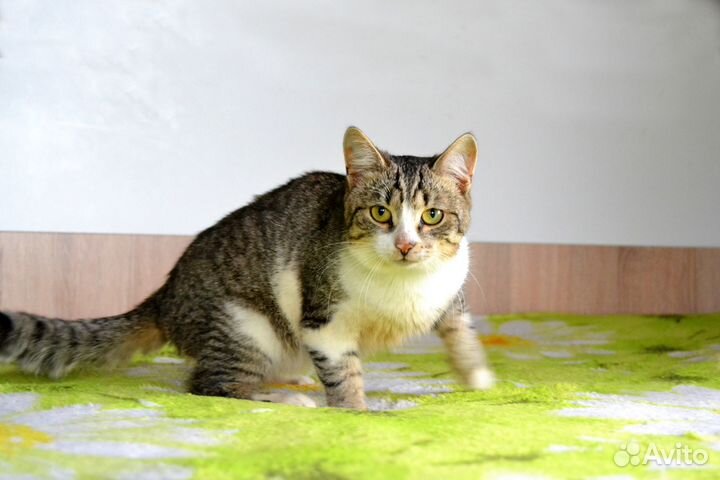 Котик в добрые руки