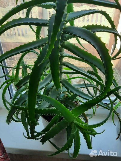 Цветок алоэ