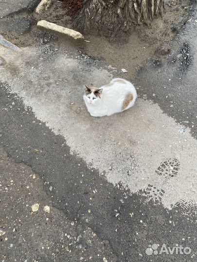 Кошка голубые глаза