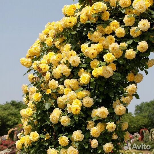 Саженцы роз