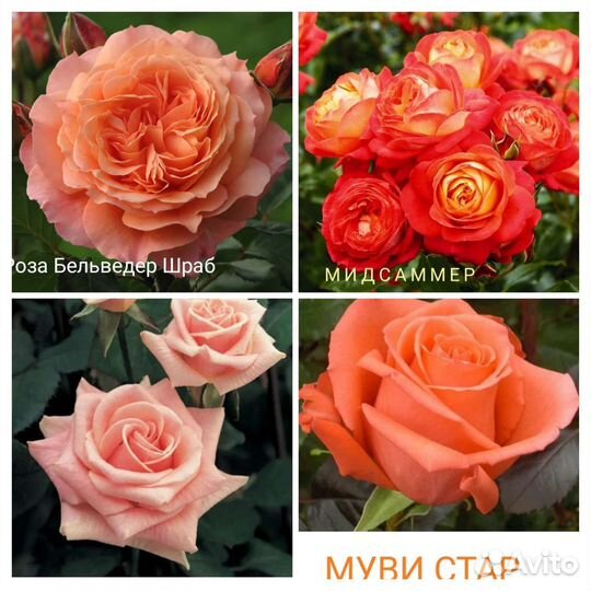 Молодые саженцы роз в ассортименте