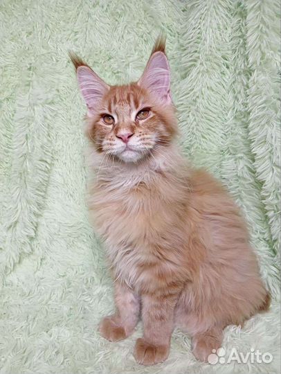 Кошки мейн-кун