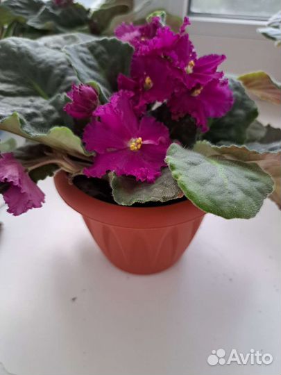 Фиалка в горшочке