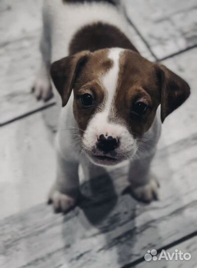 Щенки Парсон рассел терьер