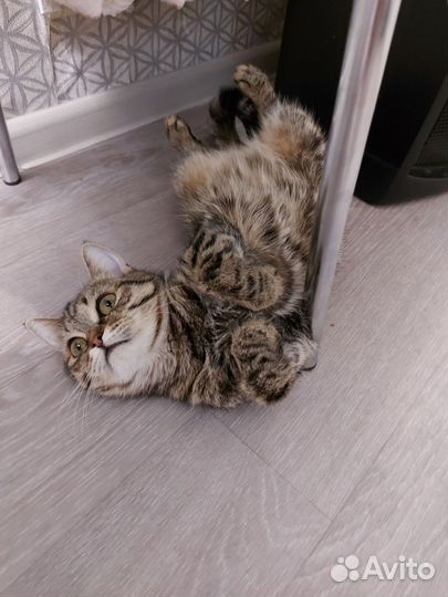 Кошка красавица, нужен дом