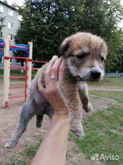 Щенок в добрые руки