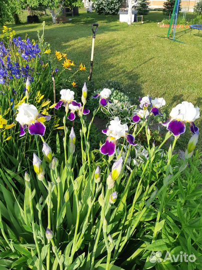 Ирисы бородатые