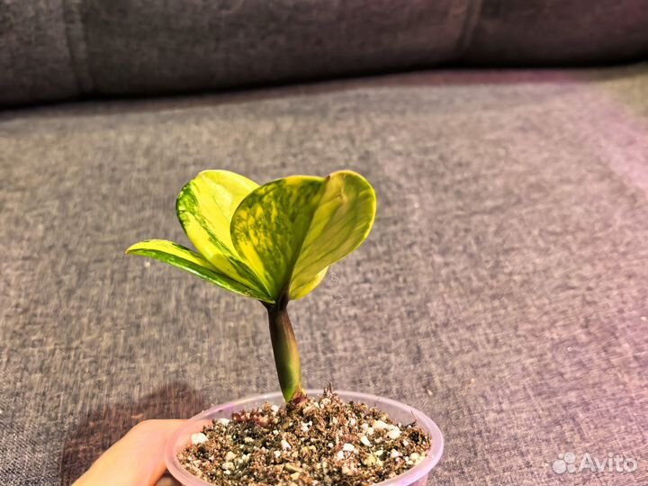 Замиокулькас вариегатный Big round leaf кустик