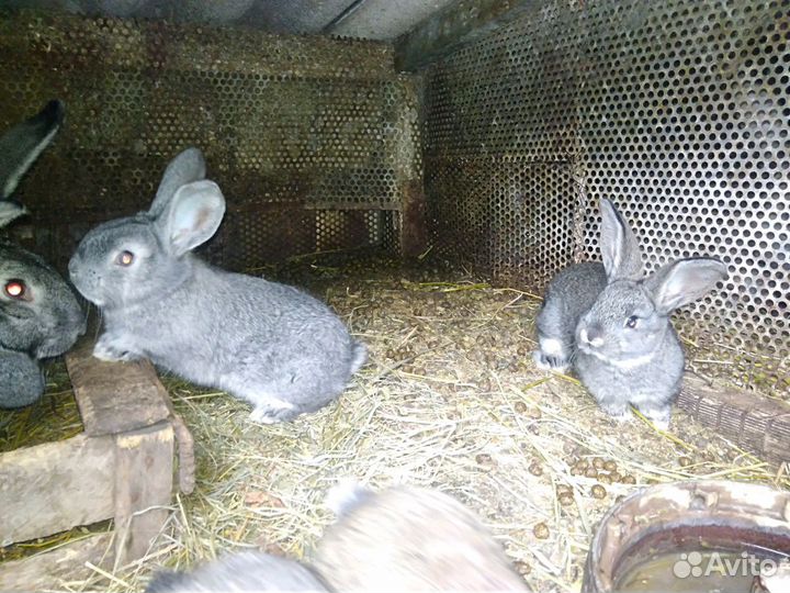 Кролики самцы, самочки