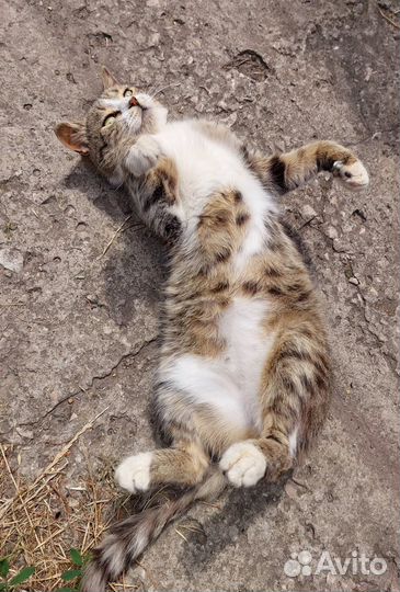 Котенок мальчик в добрые руки