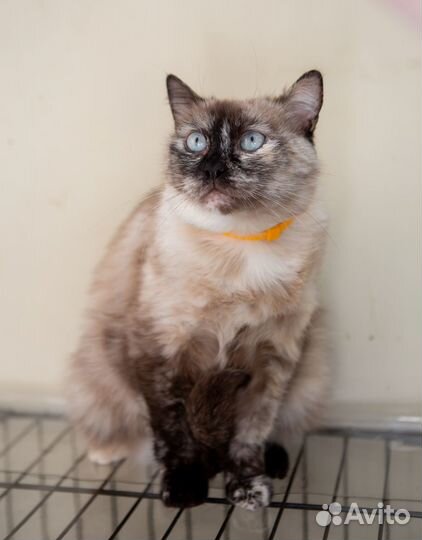 Кошка в добрые руки