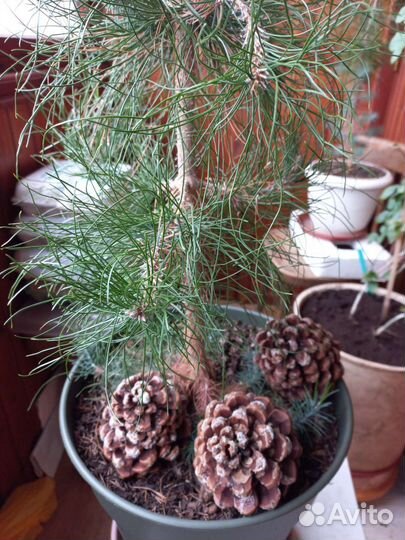 Сосна итальянская пиния