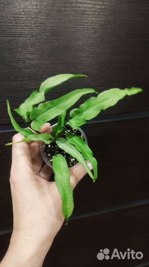 Редкий Синг Nguengi Laima mutation