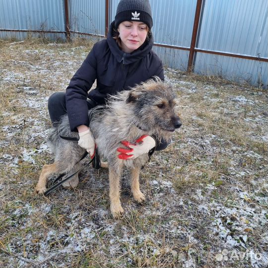 Пес в добрые руки