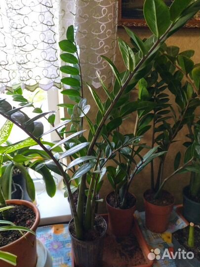 Замиокулькас