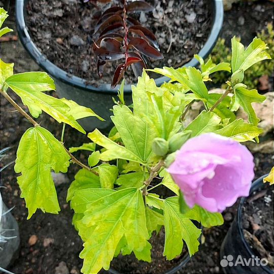 Гибискус сирийский садовый